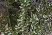dekorarivna bodljikava zimzelena biljka pogodna za pravljenje aranzmana i venaca moze i dogovor za vecu kolicinu